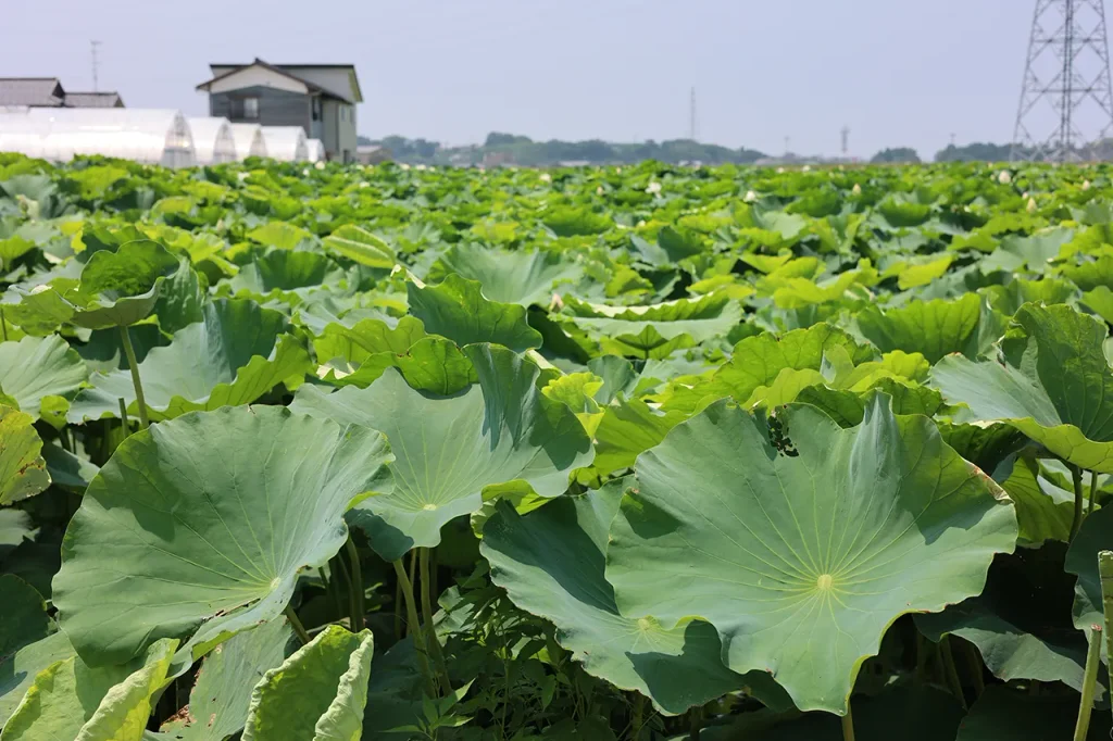 グリーンファーム角屋｜Amondの農園めぐり