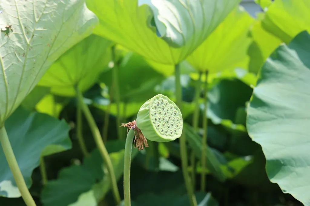 グリーンファーム角屋｜Amondの農園めぐり